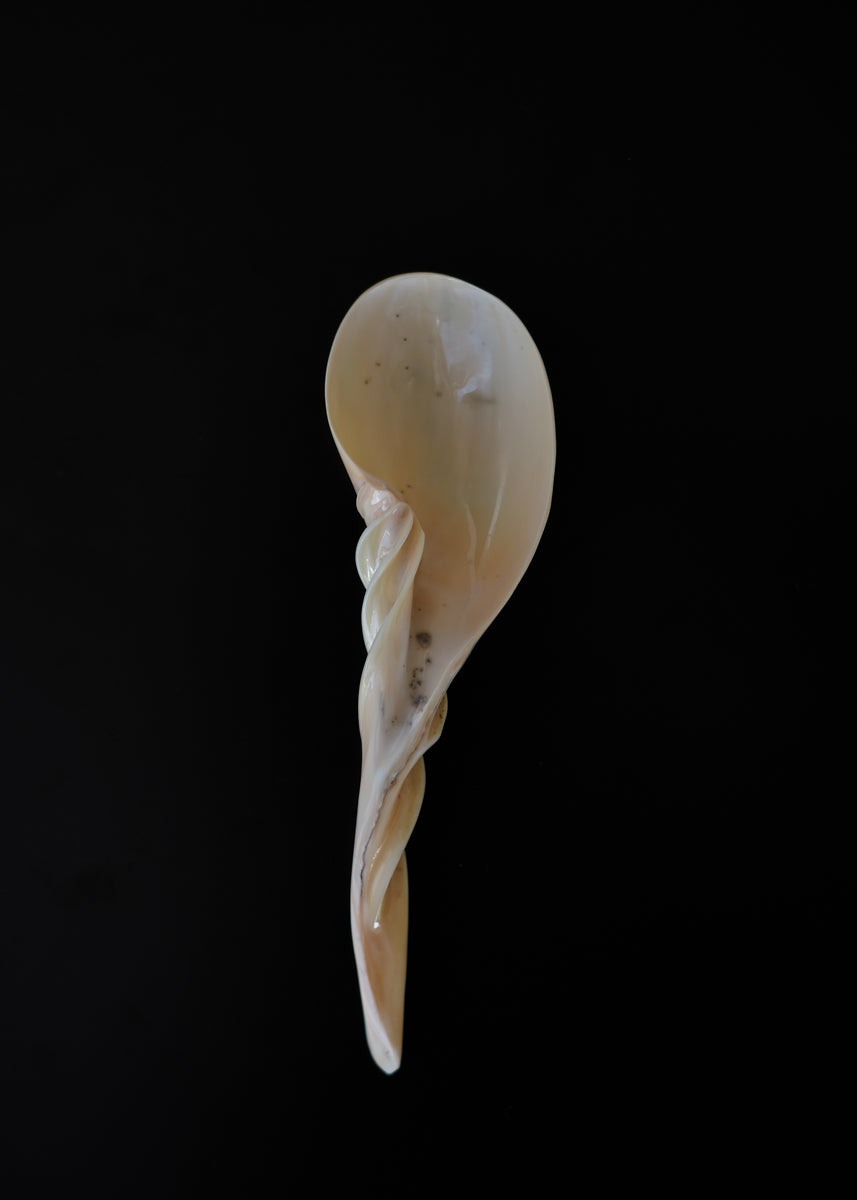 Spiral shell spoon