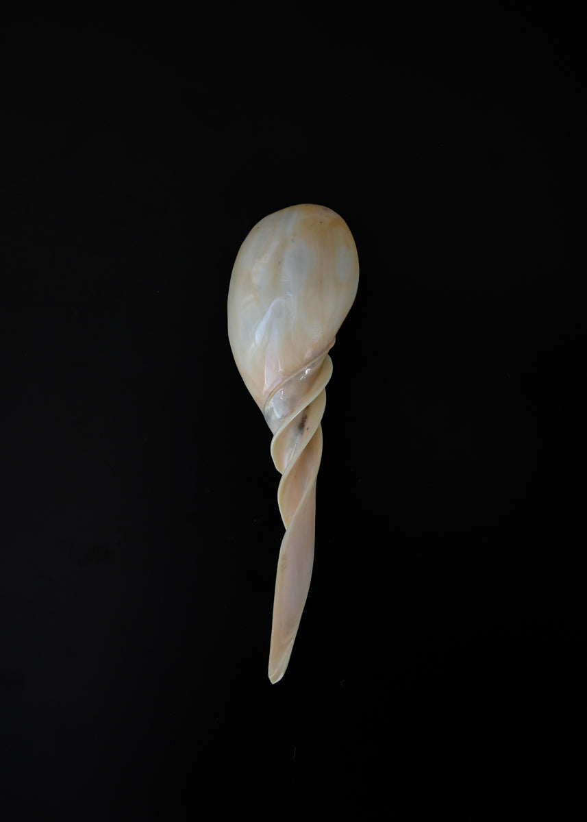 Spiral shell spoon