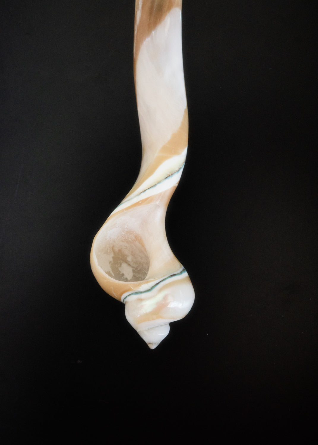 Petite lagoon shell spoon