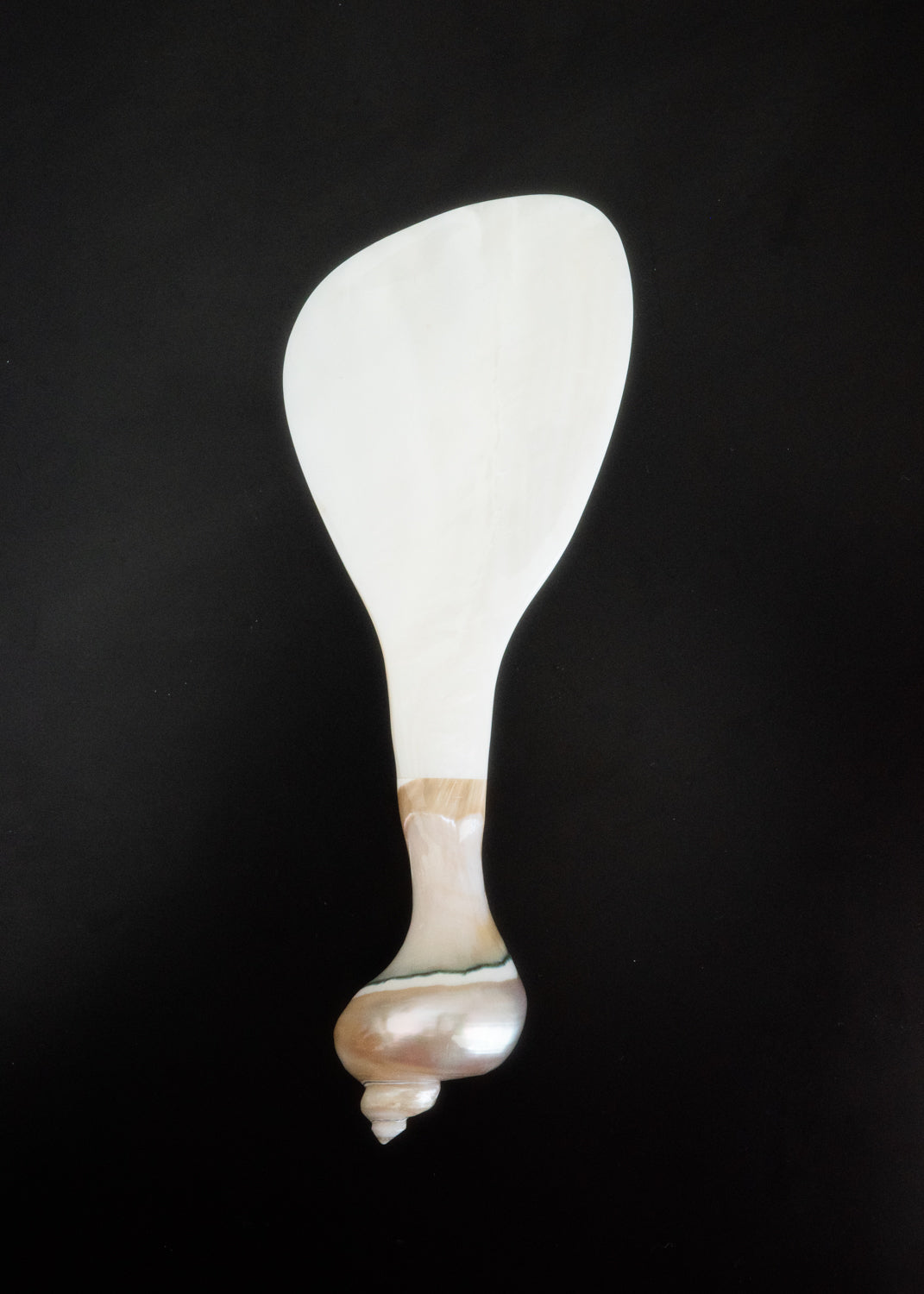 Shell drop spoon