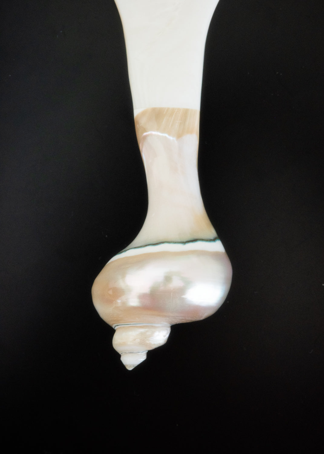 Shell drop spoon